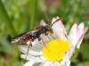 Nomada sp.
